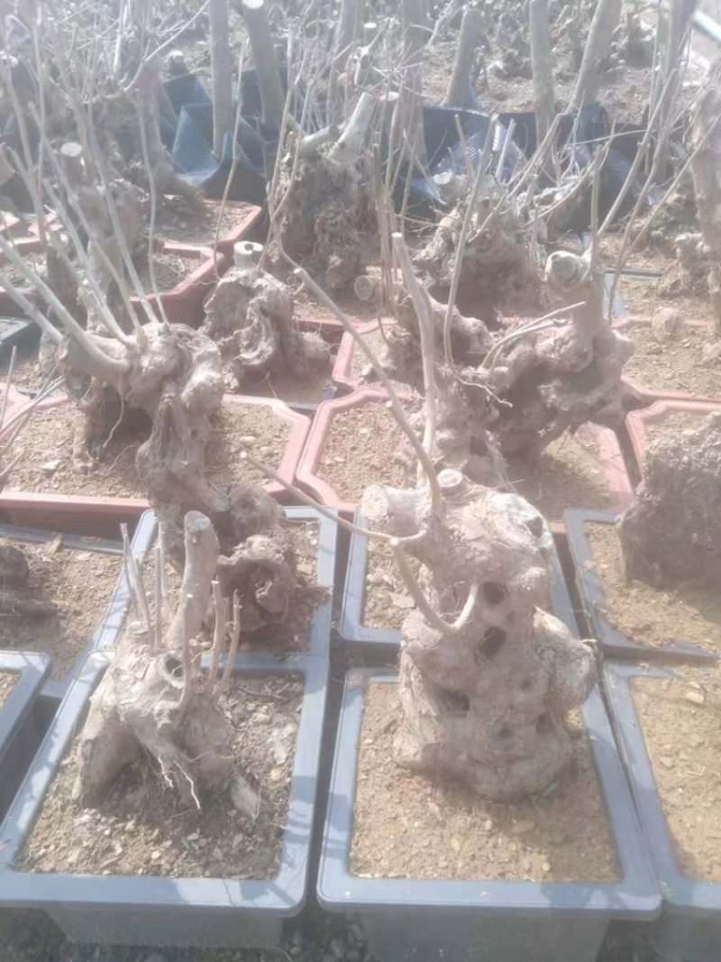 黄荆疙瘩黄荆树桩黄金树黄精疙瘩黄金疙瘩黄荆