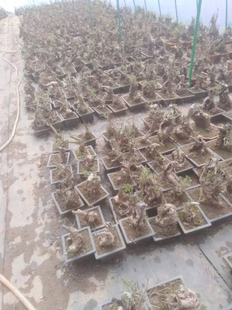 黄荆疙瘩黄荆树桩黄金树黄精疙瘩黄金疙瘩黄荆