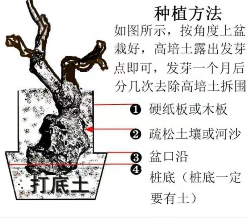 黄荆疙瘩黄荆树桩黄金树黄精疙瘩黄金疙瘩黄荆