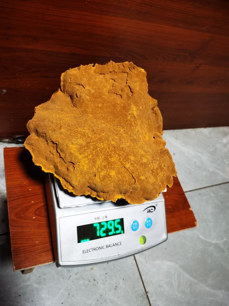 包邮西藏金边桑树桑黄（桑黄灵芝）纯野生
