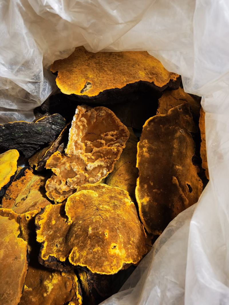 包邮西藏金边桑树桑黄（桑黄灵芝）纯野生