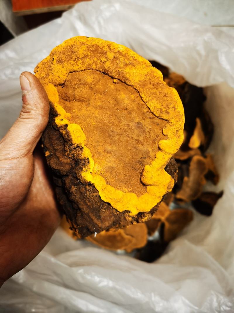 包邮西藏金边桑树桑黄（桑黄灵芝）纯野生