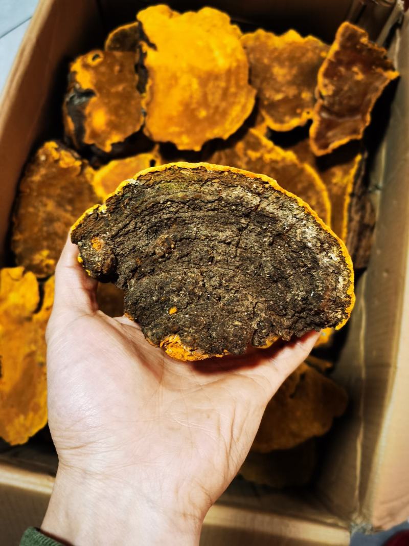 包邮西藏金边桑树桑黄（桑黄灵芝）纯野生