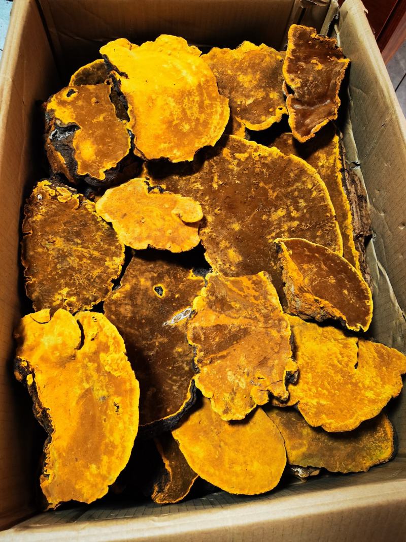 包邮西藏金边桑树桑黄（桑黄灵芝）纯野生