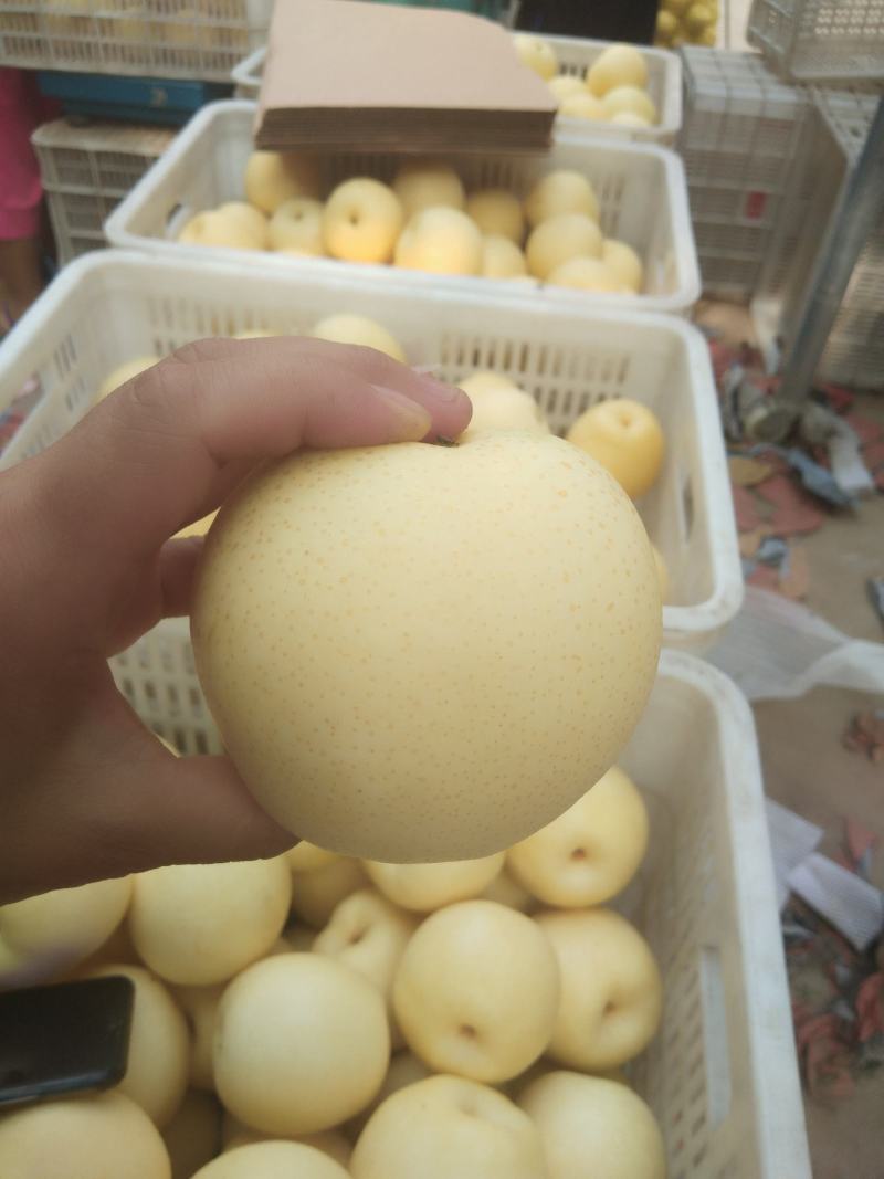 精品皇冠梨出口的质量亲民的价格口感嘎嘎甜