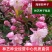 八棱海棠树种子净籽嫁接苹果树果树种子砧木种子北美西府垂丝