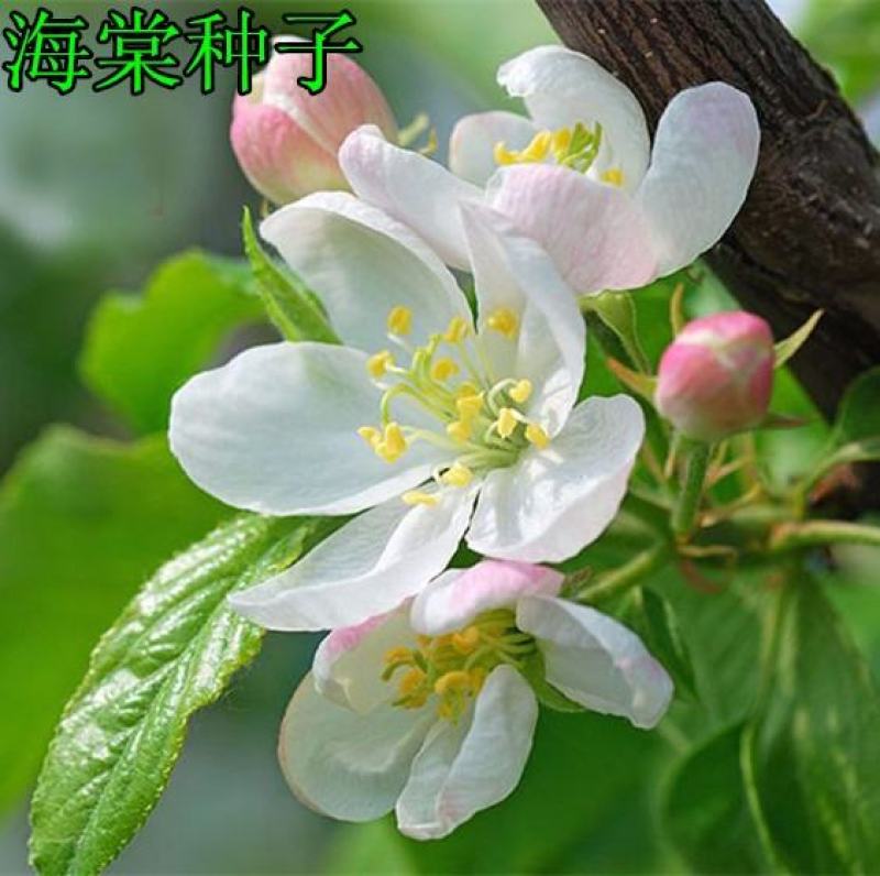 八棱海棠树种子净籽嫁接苹果树果树种子砧木种子北美西府垂丝