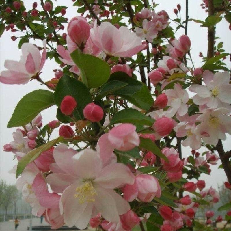 八棱海棠树种子净籽嫁接苹果树果树种子砧木种子北美西府垂丝