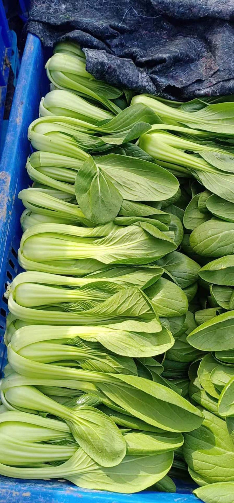油菜上海青【商超专供】安徽蚌埠油菜大量上市中，对接批发