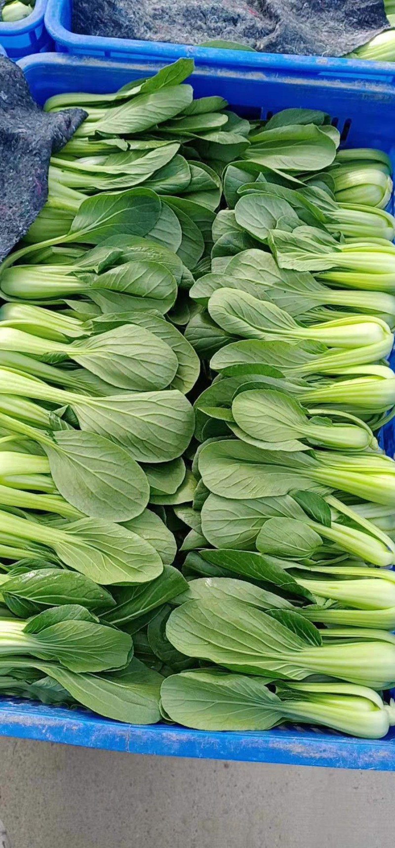 油菜上海青【商超专供】安徽蚌埠油菜大量上市中，对接批发