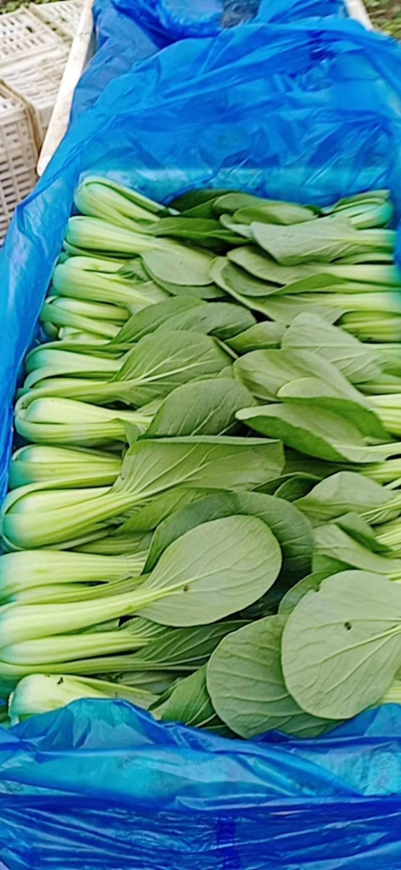 油菜上海青【商超专供】安徽蚌埠油菜大量上市中，对接批发