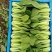 油菜上海青【商超专供】安徽蚌埠油菜大量上市中，对接批发