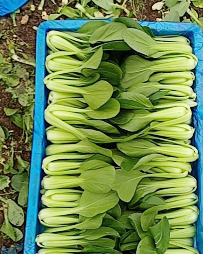 油菜上海青【商超专供】安徽蚌埠油菜大量上市中，对接批发