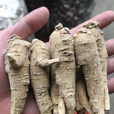 加拿大进口西洋参精选15克参条断枝精选山东花旗参尖尾