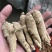 加拿大进口西洋参精选15克参条断枝精选山东花旗参尖尾