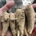 加拿大进口西洋参精选15克参条断枝精选山东花旗参尖尾