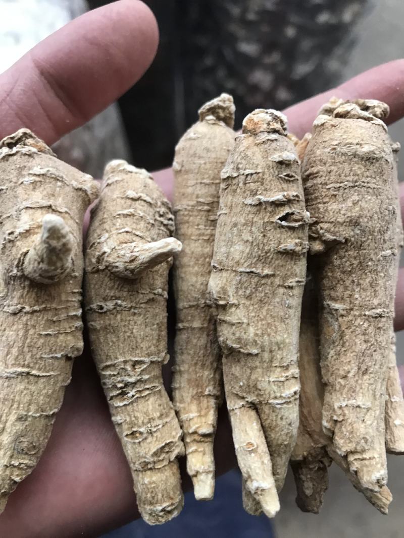 加拿大进口西洋参精选15克参条断枝精选山东花旗参尖尾