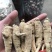 加拿大进口西洋参精选15克参条断枝精选山东花旗参尖尾
