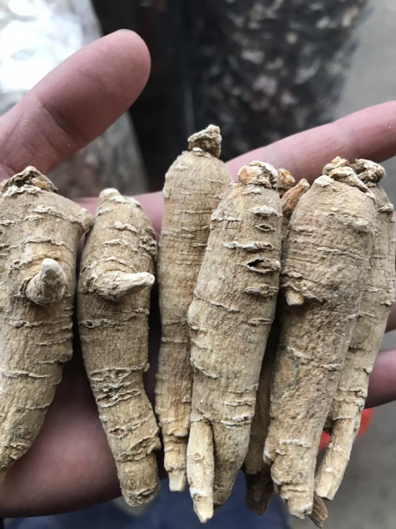 加拿大进口西洋参精选15克参条断枝精选山东花旗参尖尾