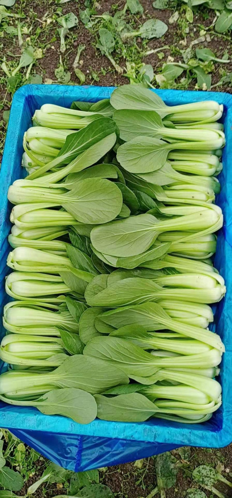 油菜上海青（专业代收）常年大量供应，规格齐全，量大从优