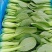 油菜上海青（专业代收）常年大量供应，规格齐全，量大从优