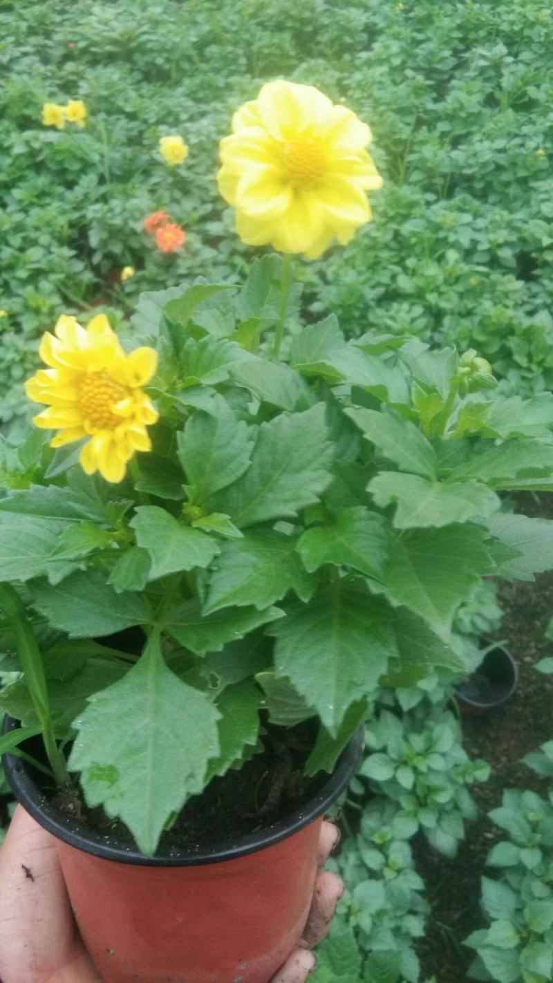 小丽花供应，小丽花工程苗，进口小丽花，多色小丽花基地