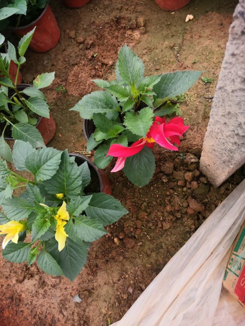 小丽花供应，小丽花工程苗，进口小丽花，多色小丽花基地