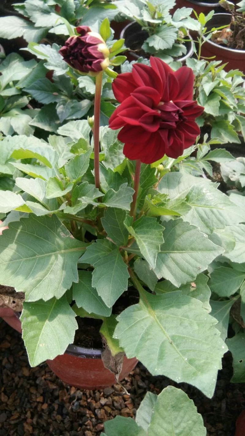 小丽花供应，小丽花工程苗，进口小丽花，多色小丽花基地