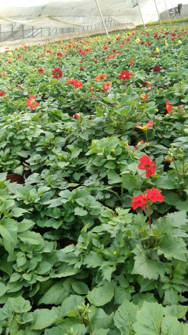 小丽花供应，小丽花工程苗，进口小丽花，多色小丽花基地