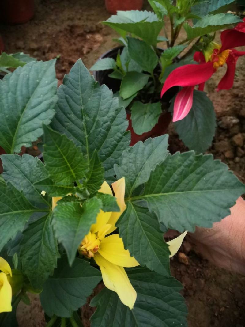 小丽花供应，小丽花工程苗，进口小丽花，多色小丽花基地