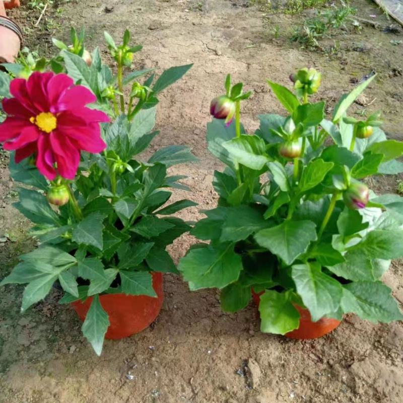 小丽花供应，小丽花工程苗，进口小丽花，多色小丽花基地