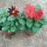 小丽花供应，小丽花工程苗，进口小丽花，多色小丽花基地