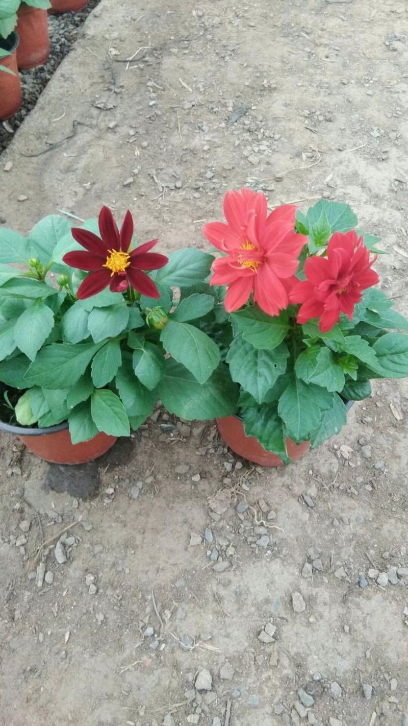 小丽花供应，小丽花工程苗，进口小丽花，多色小丽花基地