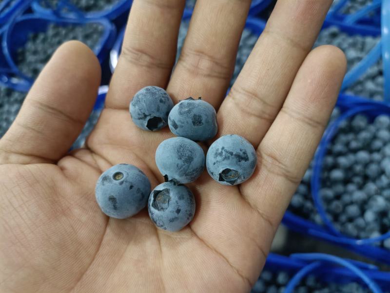 热销中云南省石屏县，精品蓝莓，口感极，需要的联系。