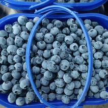 热销中云南省石屏县，精品蓝莓，口感极，需要的。