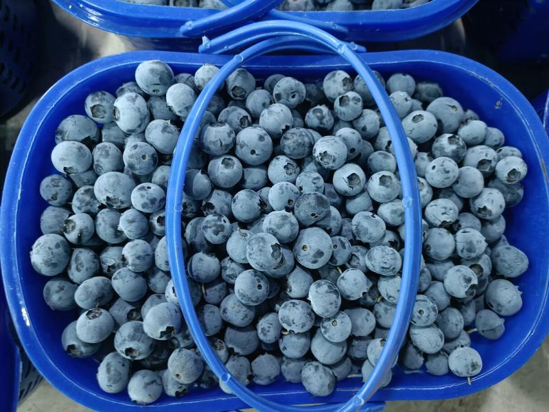 热销中云南省石屏县，精品蓝莓，口感极，需要的联系。