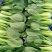 上海青淮上小油菜（荣誉老店）产地直销实力代收
