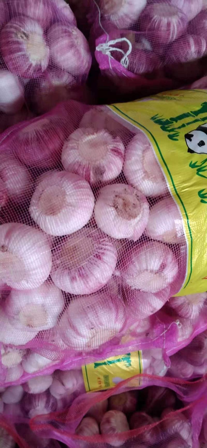 徐州紫红皮大蒜，一手货源