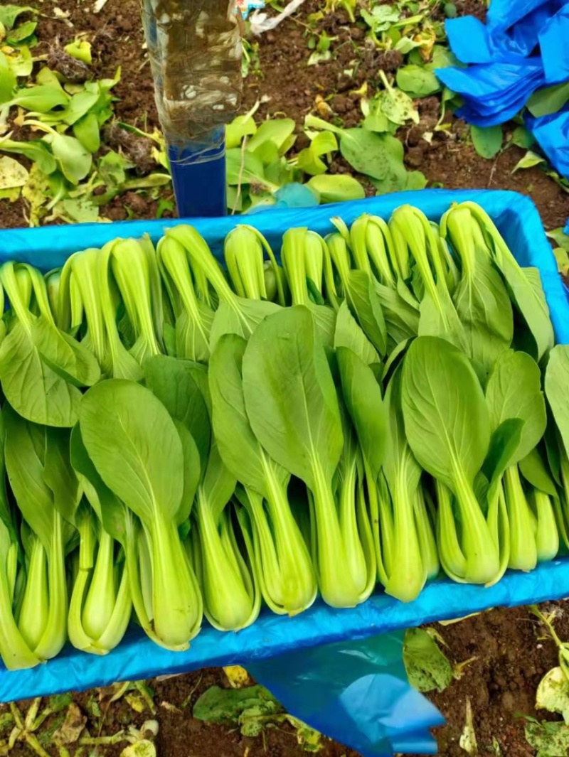 油菜（精品）优质，产地直销，对接全国，常年发货商超专供