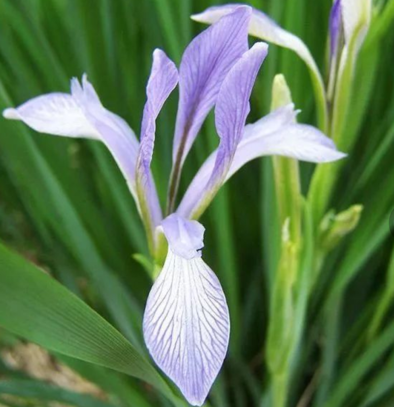 新产马莲种子马莲花籽马莲子多年生可在线交易