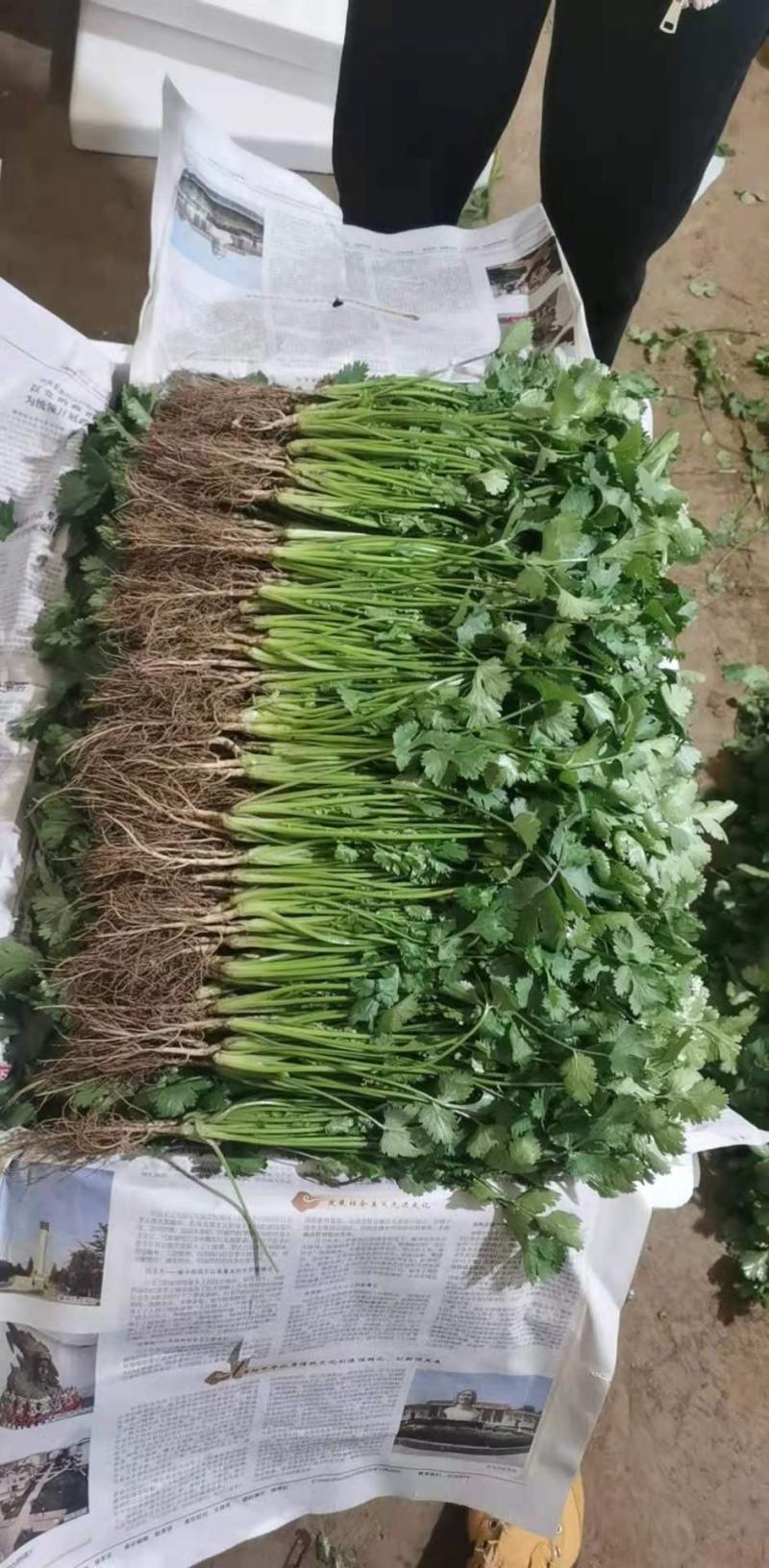 河北大叶香菜产地发货品质保证诚信经营欢迎联系