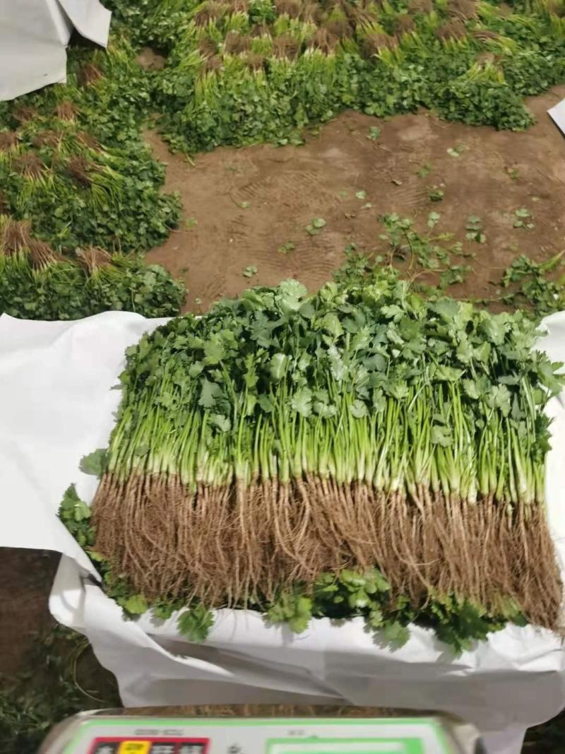 河北大叶香菜产地发货品质保证诚信经营欢迎联系