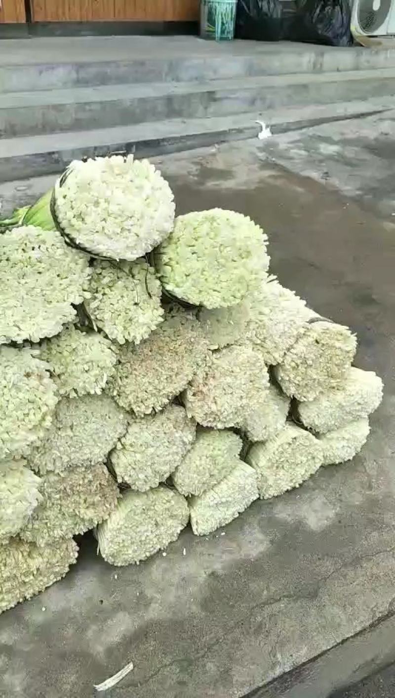 蒜薹徽县泥阳精品蒜薹口感脆质量没的说