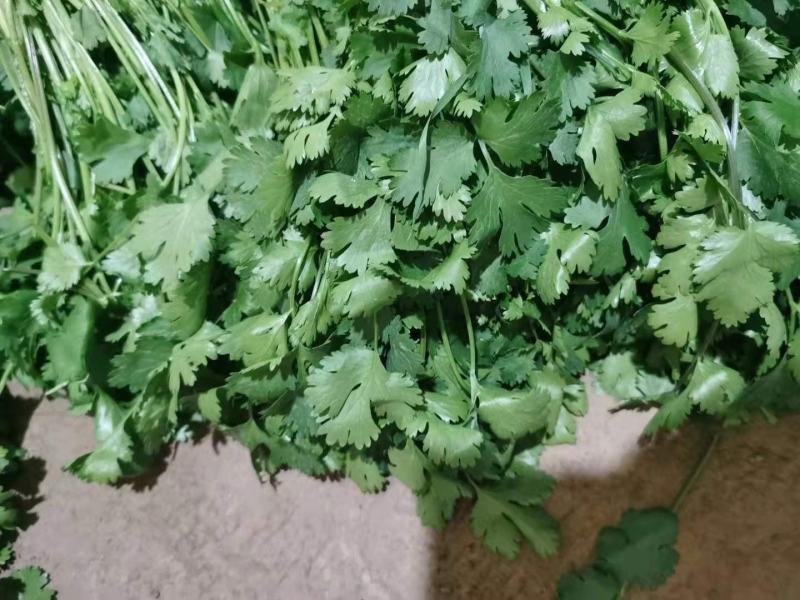 河北大叶香菜产地发货品质保证诚信经营欢迎联系