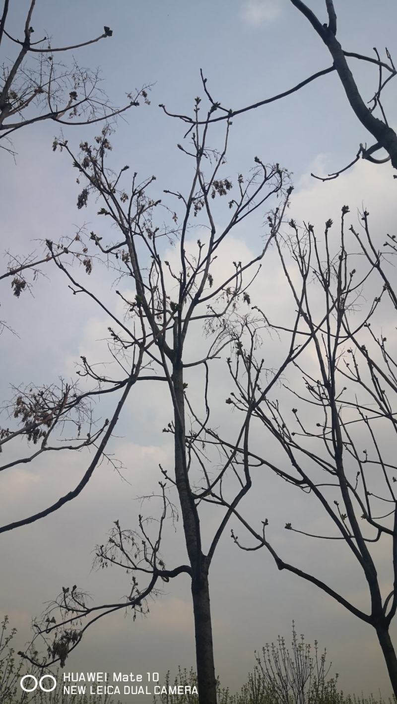 低价出西府海棠千头椿太阳李电联