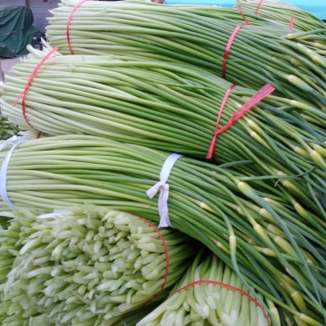 蒜苔大量上市诚信第一