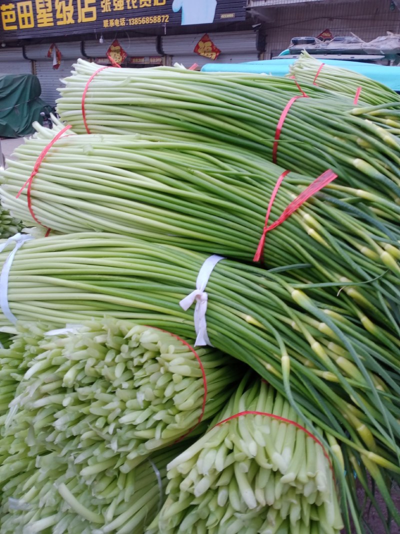 蒜苔大量上市诚信第一