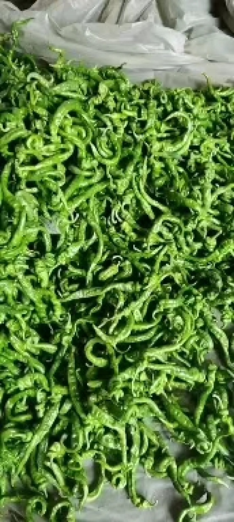 螺丝椒15~20厘米中辣青