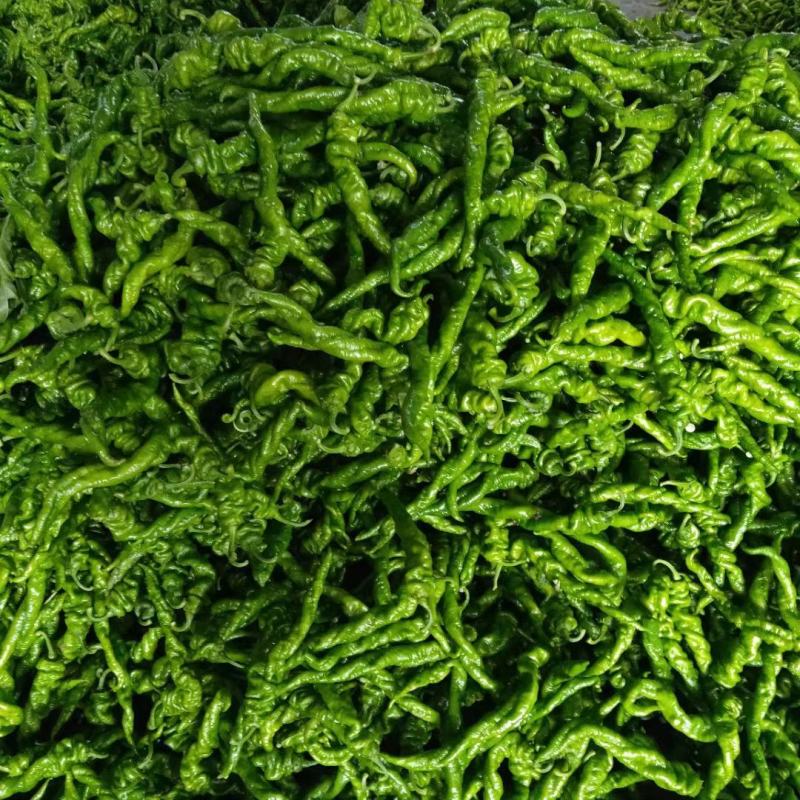 螺丝椒15~20厘米中辣青