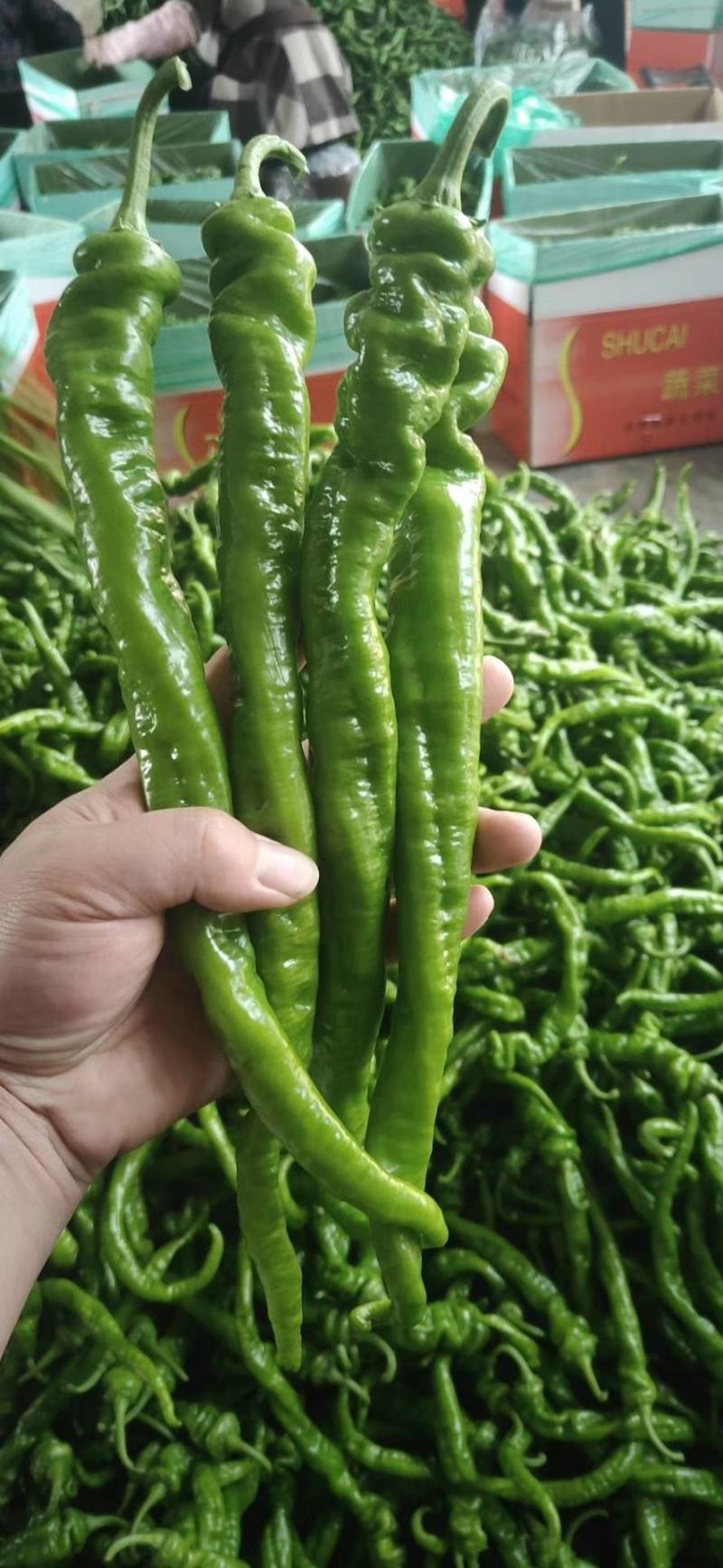 螺丝椒15~20厘米中辣青